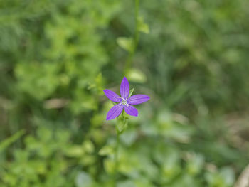 Close-up of purple flowering plant