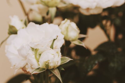 Close-up of white flowering plant