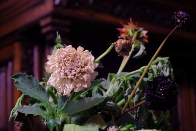 Close-up of pink flowering plant