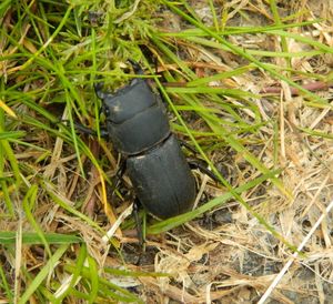 High angle view of black on field