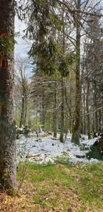 Scenic view of forest during winter