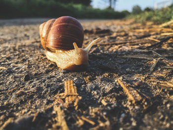 Close-up of snail