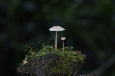 Close-up of mushroom growing outdoors