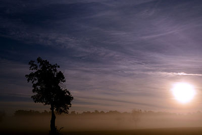 Silhouette tree on field against sky at sunset