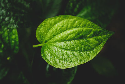 Close-up of fresh green leaves with dew drops