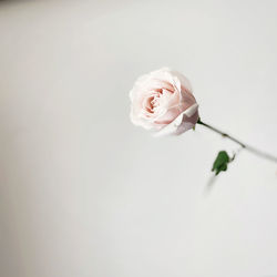 Close-up of a rose on white background