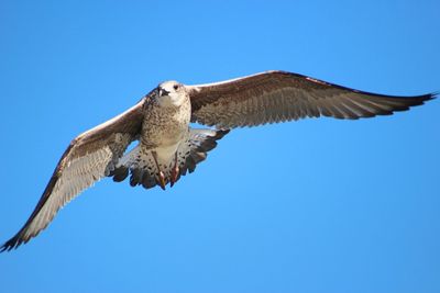 Low angle view of eagle flying against clear blue sky