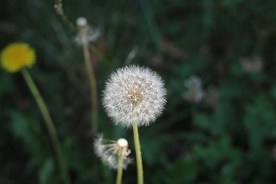 Close-up of dandelion flower