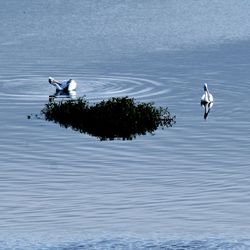 Pelicans in bellandur lake in bangalore