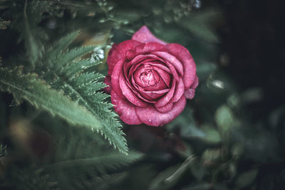 Close-up of pink rose