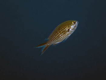 Close-up of fish swimming in sea