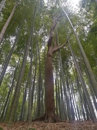 Low angle view of bamboo trees in forest