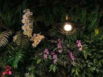 Close-up of illuminated flowering plants