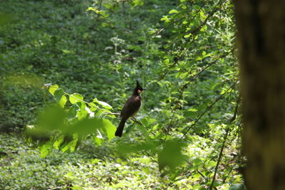 Bird in a forest