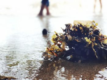 Close-up of flowering plant in water