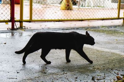 Full length of a cat