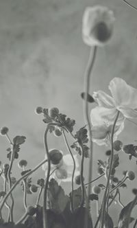 Close-up of flowers against blurred background