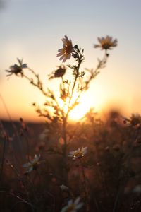 Close-up of flowers growing in field at sunset