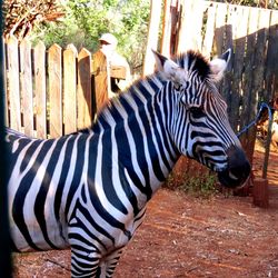 View of zebra in zoo