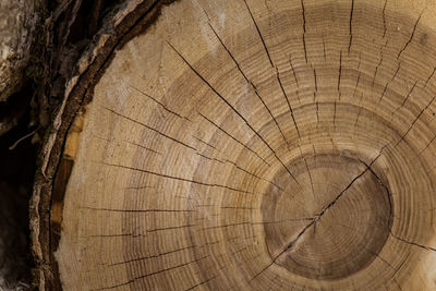 A wooden pattern of a tree trunk