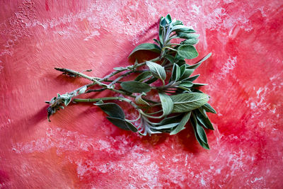 Close-up of sage on red weathered table