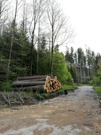 Stack of logs in forest