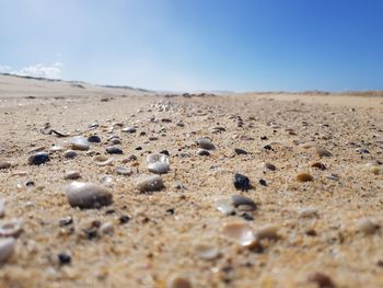Surface level of sandy beach against clear sky