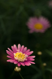 Close-up of pink flower blooming outdoors