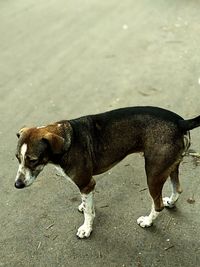 Black dog standing on road