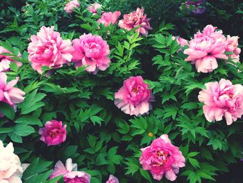 Close-up of pink flowers