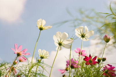 Beautiful white pink and purple color cosmos hybrid in blur background under cloudy blue sky