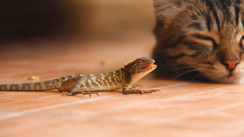 A lizard is trying to escape from a sleeping cat.