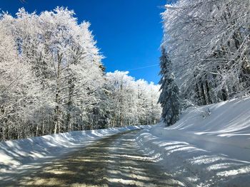 Road covered in snow surrounded by frozen trees