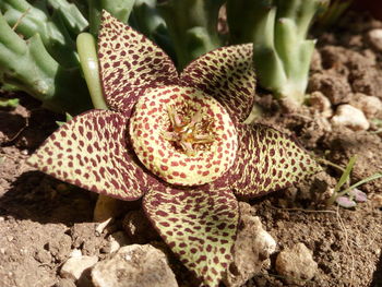 High angle view of succulent plant on field