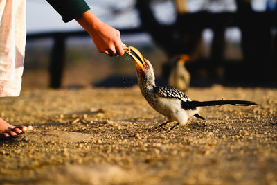 animal