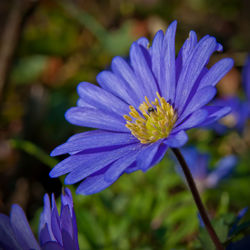 Close-up of purple flower blooming outdoors