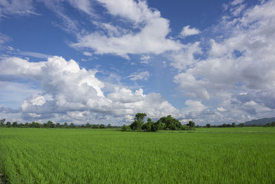 Scenic view of agricultural field against sky