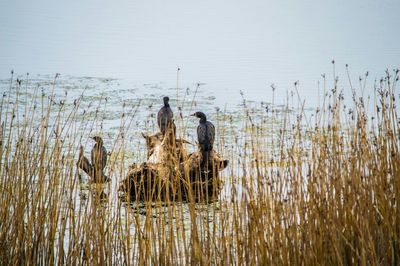 Men in grass against sky