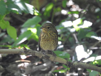 Close-up of bird perching on branch