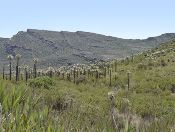 Scenic view of field against clear sky