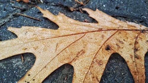 Close-up of leaf