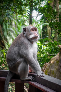 Monkey sitting in a forest