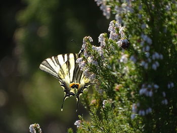 Close-up of butterfly pollinating on flower