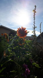 Close-up of flowers blooming in park