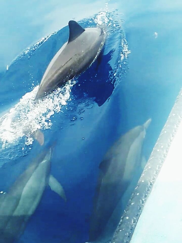 animal themes, water, fish, one animal, sea, animals in the wild, sea life, no people, day, swimming, animal wildlife, motion, outdoors, whale, aquatic mammal, nature, humpback whale, mammal, close-up