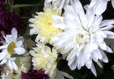 Close-up of white flowers