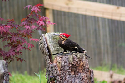 Close-up of bird perching on tree