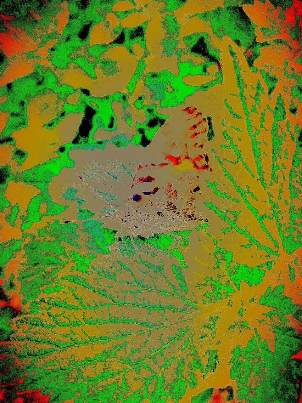 full frame, leaf, backgrounds, multi colored, pattern, no people, close-up, green, abstract, art, creativity, painting, textured, psychedelic art, indoors, flower