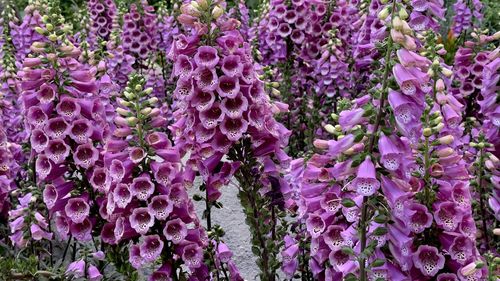 Close-up of purple flowering plants