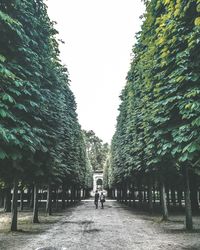 Man amidst trees against clear sky